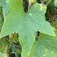 Graines de concombre sauvage - (Echinocystis lobata) - Annuelle - Ornementale - 10+ graines