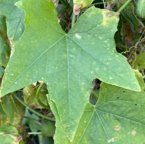 Wild Cucumber Seeds - (Echinocystis lobata) - Annual - Ornamental - 15+ Seeds