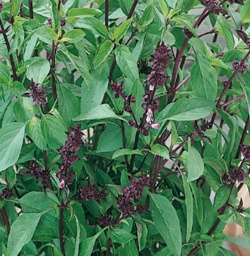 Semillas de albahaca tailandesa - Semillas de hierbas culinarias - Aromáticas - Anual - Más de 100 semillas