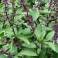 Thai Basil Seeds - Culinary Herb Seeds - Aromatic - Annual - 100+ Seeds