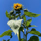 Muticolor Assorted Sunflower - 60+ Seeds