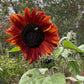 Muticolor Assorted Sunflower - 60+ Seeds