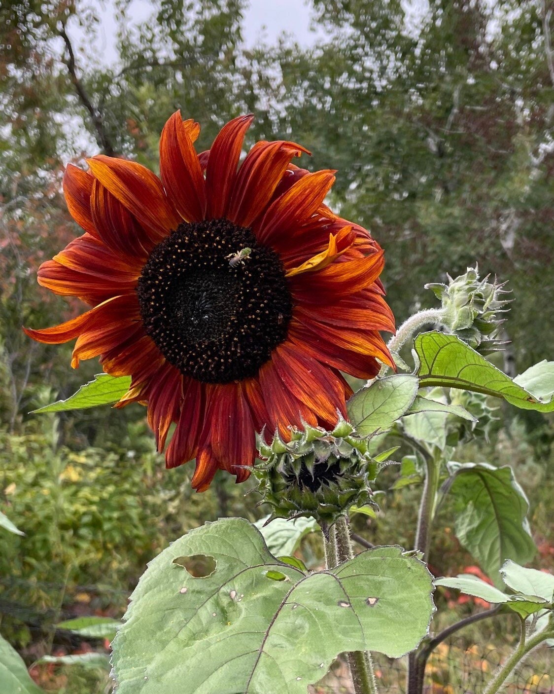Muticolor Assorted Sunflower - 60+ Seeds