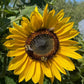 Muticolor Assorted Sunflower - 60+ Seeds