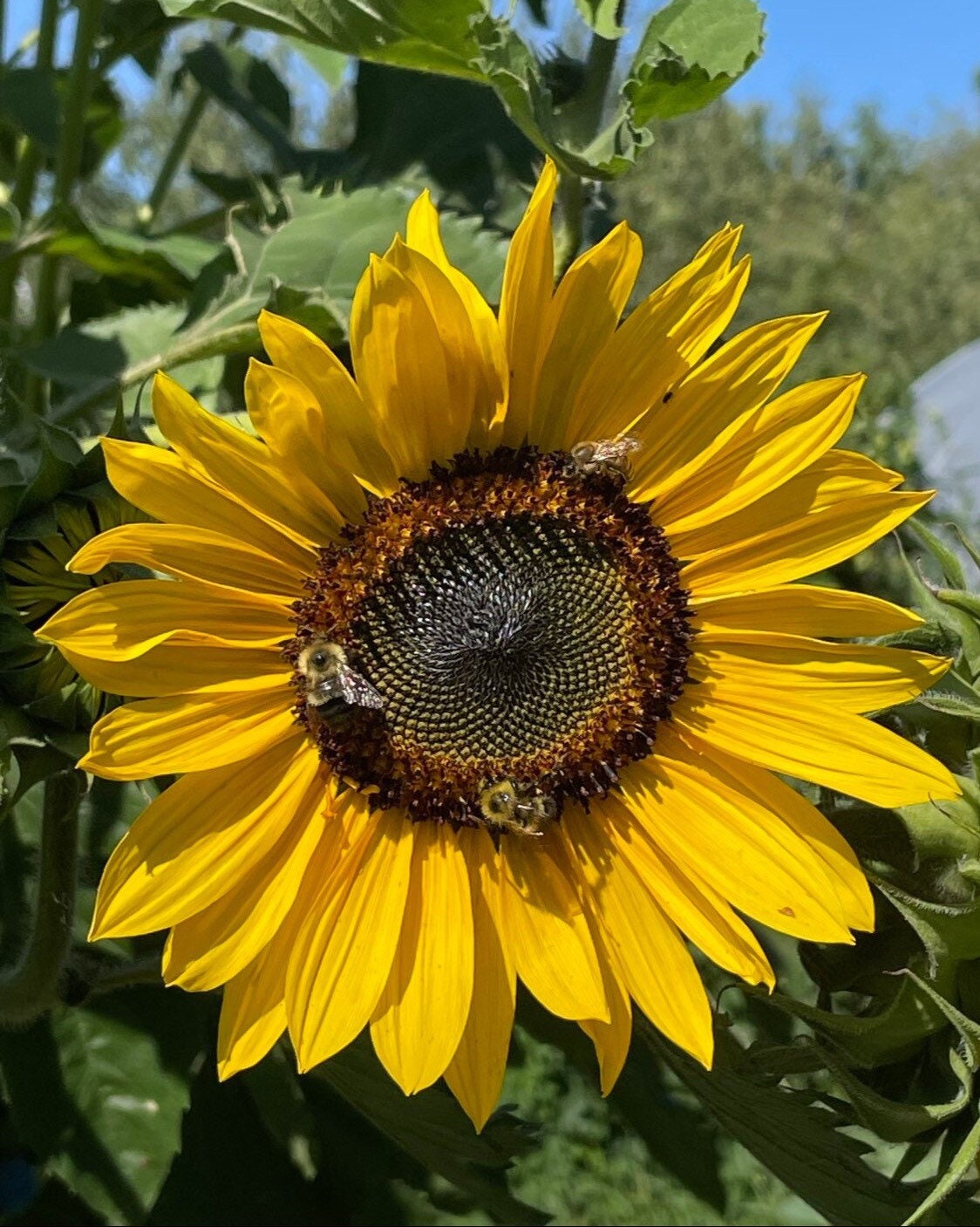 Muti-color Assorted Sunflower - 60+ Seeds