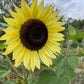 Muticolor Assorted Sunflower - 60+ Seeds