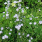 Chicory Seeds (Cichorium intybus) - 150+ Seeds