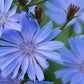 Chicory Seeds (Cichorium intybus) - 150+ Seeds