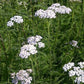Graines d'achillée millefeuille (Achillea millefolium, Achillée millefeuille, Plumajillo) - 150+ graines