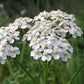 Graines d'achillée millefeuille (Achillea millefolium, Achillée millefeuille, Plumajillo) - 150+ graines