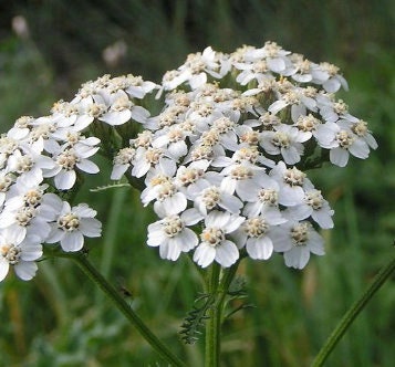 White Yarrow Seeds (Achillea millefolium, Common Yarrow, Plumajillo) - 150+ Seeds