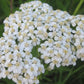 Graines d'achillée millefeuille (Achillea millefolium, Achillée millefeuille, Plumajillo) - 150+ graines