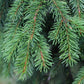 Semillas de Pícea Noruega (Picea abies) - Más de 40 semillas