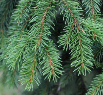 Semillas de Pícea Noruega (Picea abies) - Más de 40 semillas