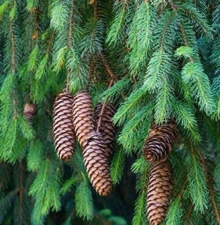 Graines d'épinette de Norvège (Picea abies) - 40+ Seedsi