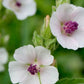 Marshmallow Seeds (Althaea officinalis, Common Marshmallow) - 150+ Seeds
