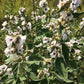 Marshmallow Seeds (Althaea officinalis, Common Marshmallow) - 150+ Seeds