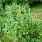 Marshmallow Seeds (Althaea officinalis, Common Marshmallow) - 150+ Seeds