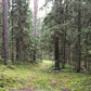 Semillas de Pícea Noruega (Picea abies) - Más de 40 semillas