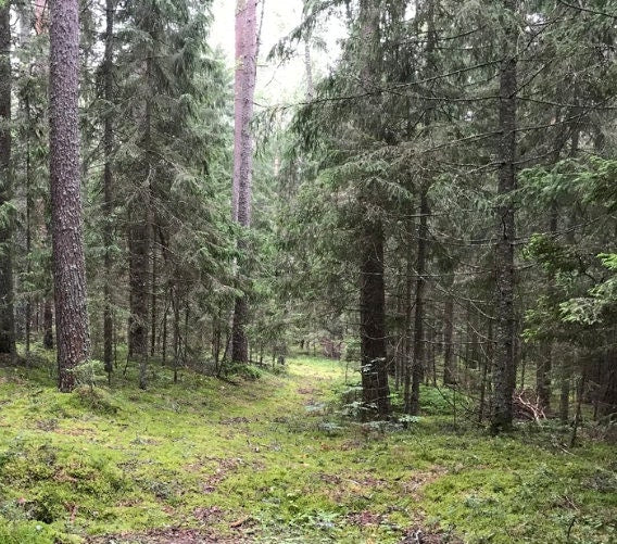 Semillas de Pícea Noruega (Picea abies) - Más de 40 semillas