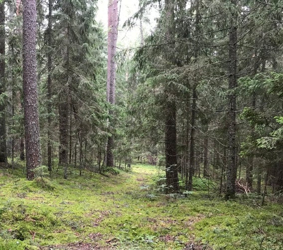 Graines d'épinette de Norvège (Picea abies) - 40+ Seedsi