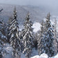 Semillas de Pícea Noruega (Picea abies) - Más de 40 semillas