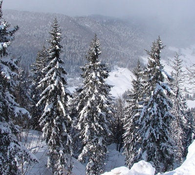 Graines d'épinette de Norvège (Picea abies) - 40+ Seedsi