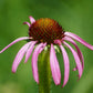 Echinacea Seeds (Echinacea pallida, Pale Purple Coneflower) - 40+ Seeds