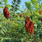 Graines de Sumac Glacé (Rhus glabra) - 100+ Graines