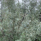 Semillas de Olivo Ruso (Elaeagnus angustifolia) - 50+ Semillas