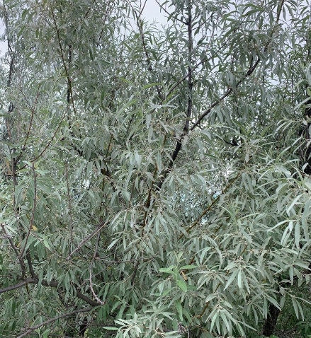 Graines d'olivier russe (Elaeagnus angustifolia) - 50+ graines