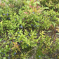 Wild Lowbush Blueberry Seeds (Vaccinium angustifolium) - 100+ Seeds