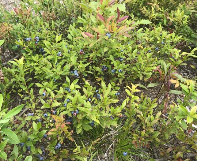 Graines de bleuet nain (Vaccinium angustifolium) - 100+ graines