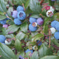 Wild Lowbush Blueberry Seeds (Vaccinium angustifolium) - 100+ Seeds