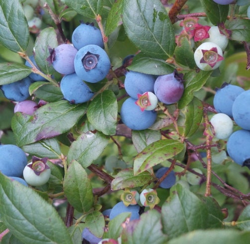 Lowbush Blueberry Seeds (Vaccinium angustifolium) - 100+ Seeds