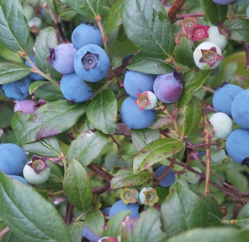 Wild Lowbush Blueberry Seeds (Vaccinium angustifolium) - 100+ Seeds