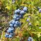 Wild Lowbush Blueberry Seeds (Vaccinium angustifolium) - 100+ Seeds