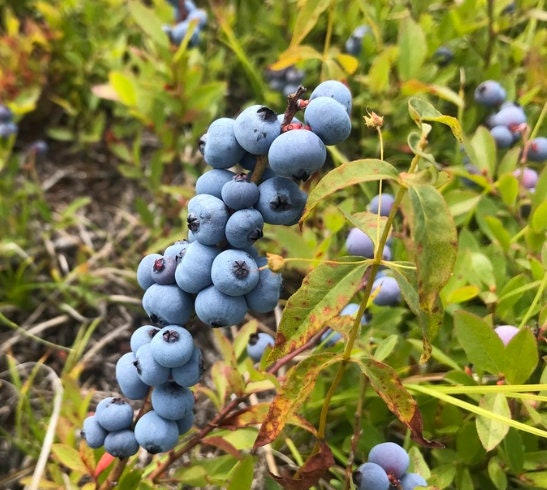 Semillas de arándanos Lowbush (Vaccinium angustifolium) - Más de 100 semillas