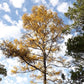 Dahurian Larch (Larix gmelinii, Olga Bay Larch) - Zone 1 - 75+ Seeds