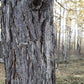 Dahurian Larch (Larix gmelinii, Olga Bay Larch) - Zone 1 - 75+ Seeds