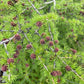 Dahurian Larch (Larix gmelinii, Olga Bay Larch) - Zone 1 - 75+ Seeds