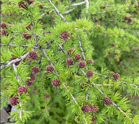 Dahurian Larch (Larix gmelinii, Olga Bay Larch) - Zone 1 - 75+ Seeds
