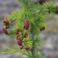 Dahurian Larch (Larix gmelinii, Olga Bay Larch) - Zone 1 - 75+ Seeds
