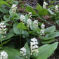Canada Mayflower,  Wild Lily of the Valley (Maianthemum canadense) - 15+ Seeds