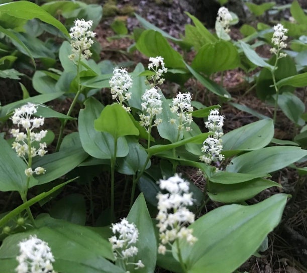 Canada Mayflower,  Wild Lily of the Valley (Maianthemum canadense) - 15+ Seeds