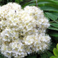 Graines de sorbier américain (Sorbus americana) - 50+ graines