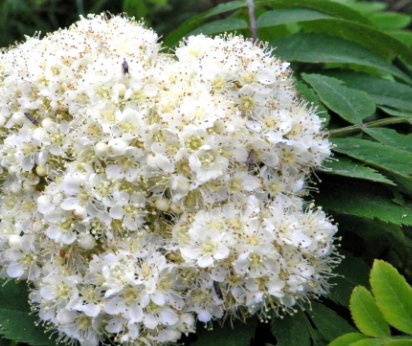 Semillas de Fresno de Montaña Americano (Sorbus americana) - Más de 50 semillas