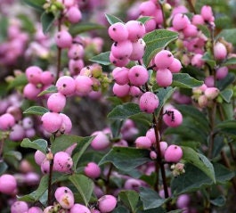 Indian Currant Seeds (Symphoricarpos orbiculatus, Coralberry, Waxberry) - 100+ Seeds