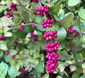 Indian Currant Seeds (Symphoricarpos orbiculatus, Coralberry, Waxberry) - 100+ Seeds