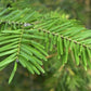 Balsam Fir Seeds (Abies balsamea) - 50+ Seeds